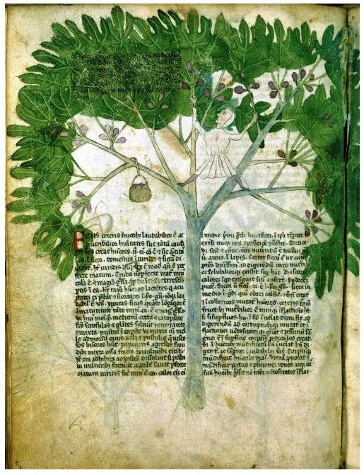 Hildegarda iz Bingena, Stablo ( knjiga Physica), 1151. – 1158.